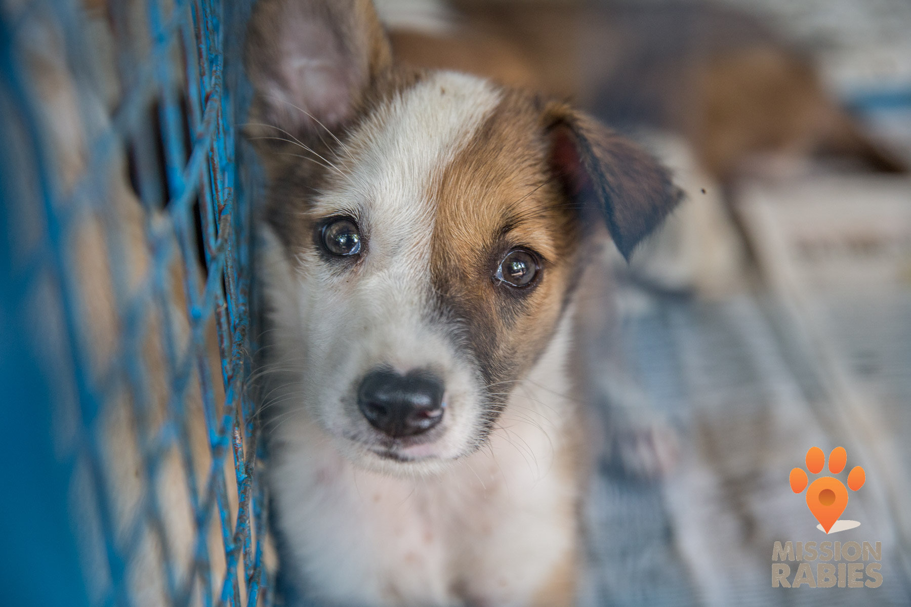 Sad Lookin Puppy in Cage