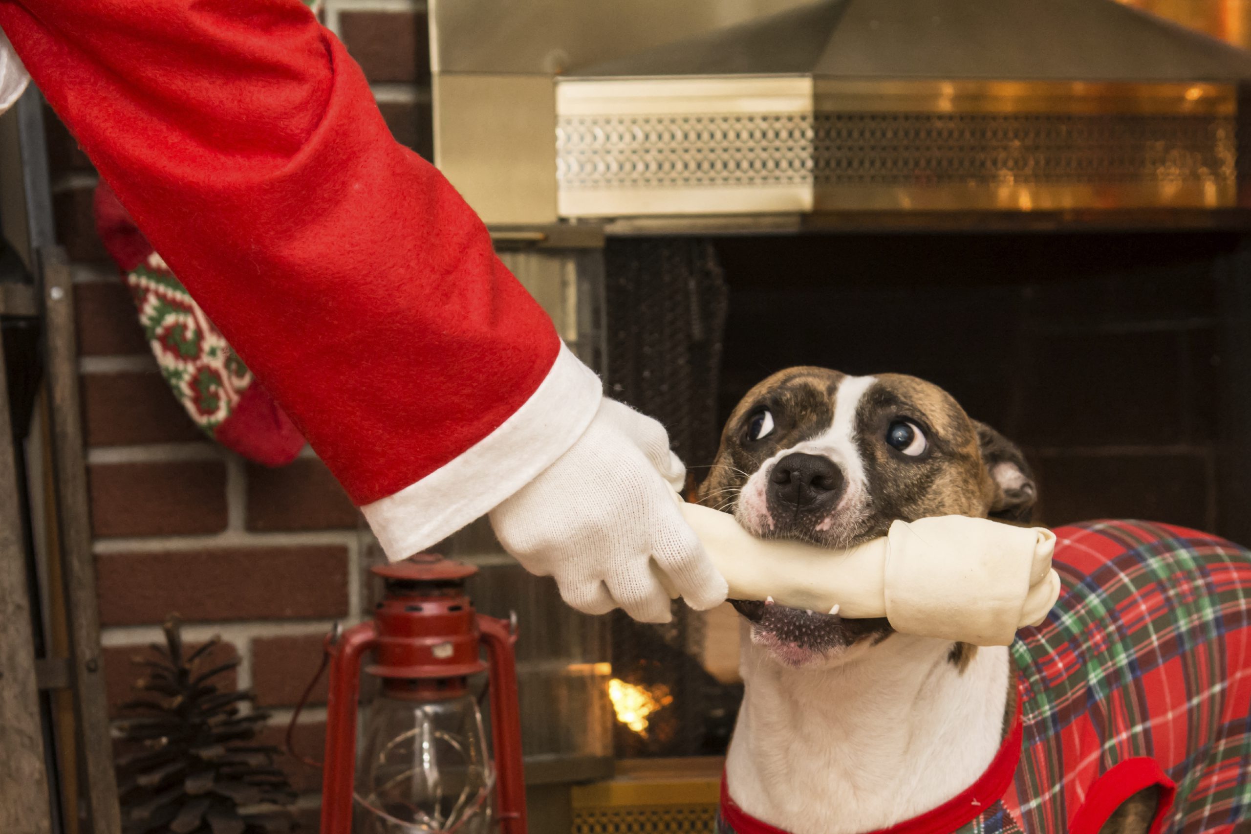 dog with Christmas bone 