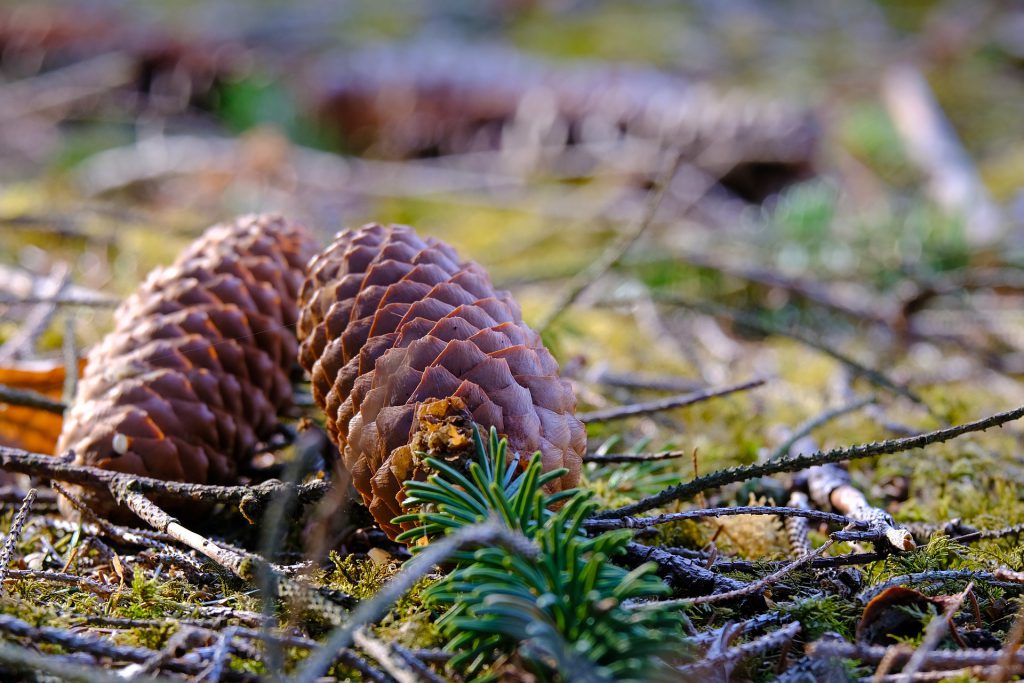 Pine Fresh Car Air Freshener